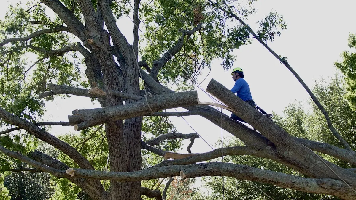 Professional Crown Thinning performed by certified arborists in Great Valley