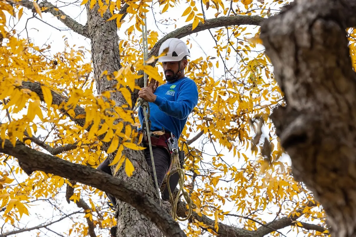 Skilled Tree Pruning crew working in Great Valley